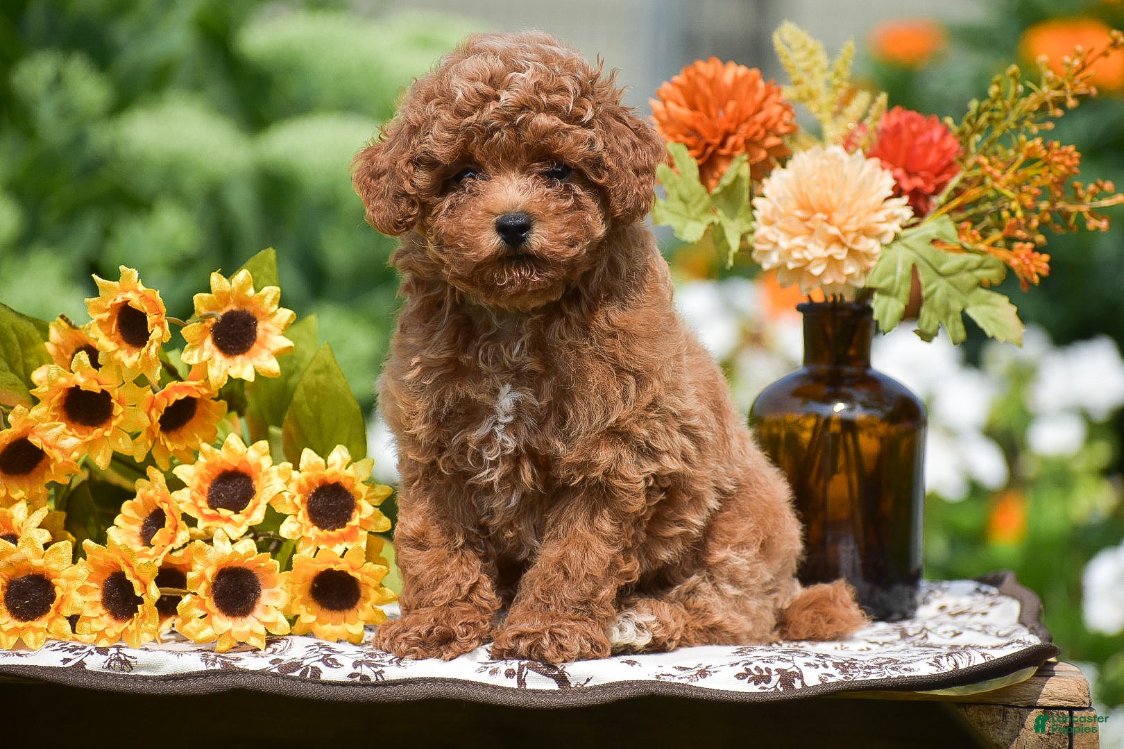 Toy Poodle dogs Ruby - Ad 1