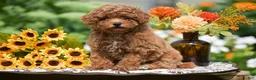 Toy Poodle dogs for sale: Ruby - Ad 1