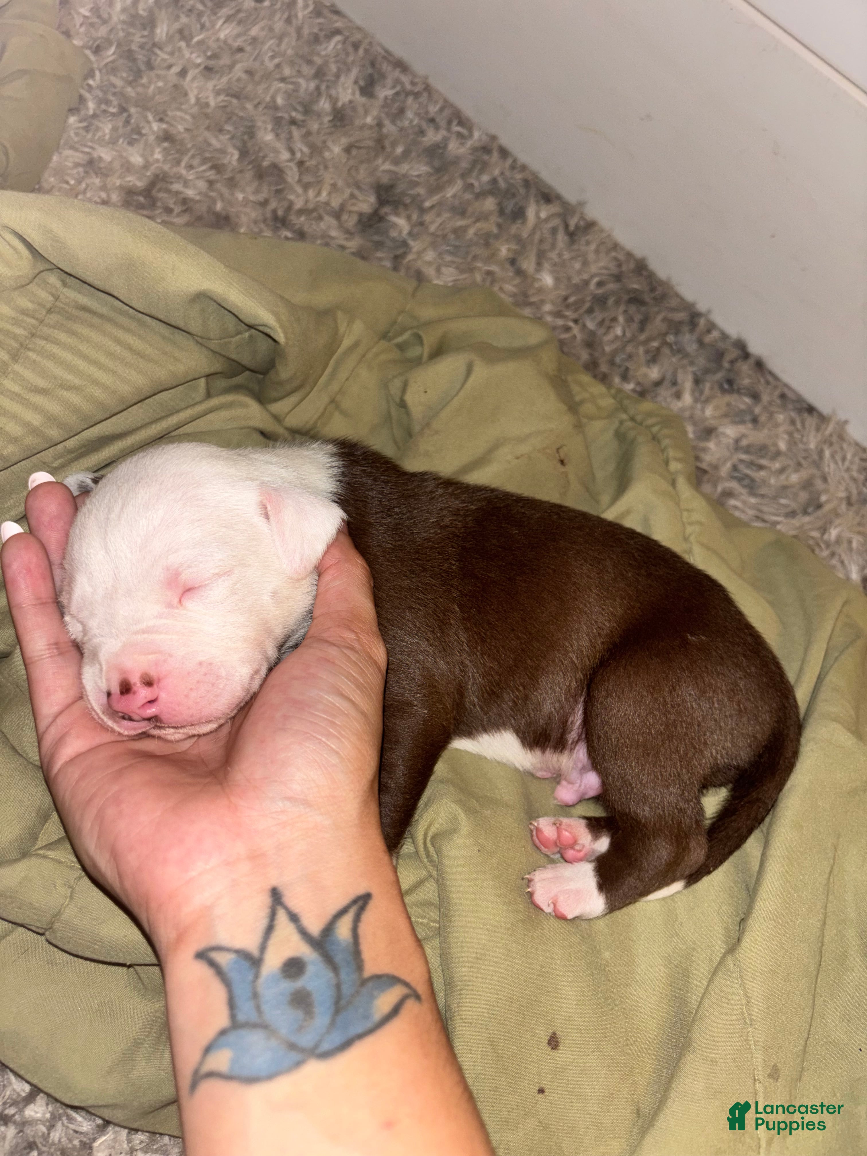 American Bully dogs Casper  - Ad 20