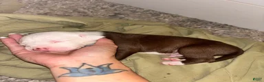Casper 