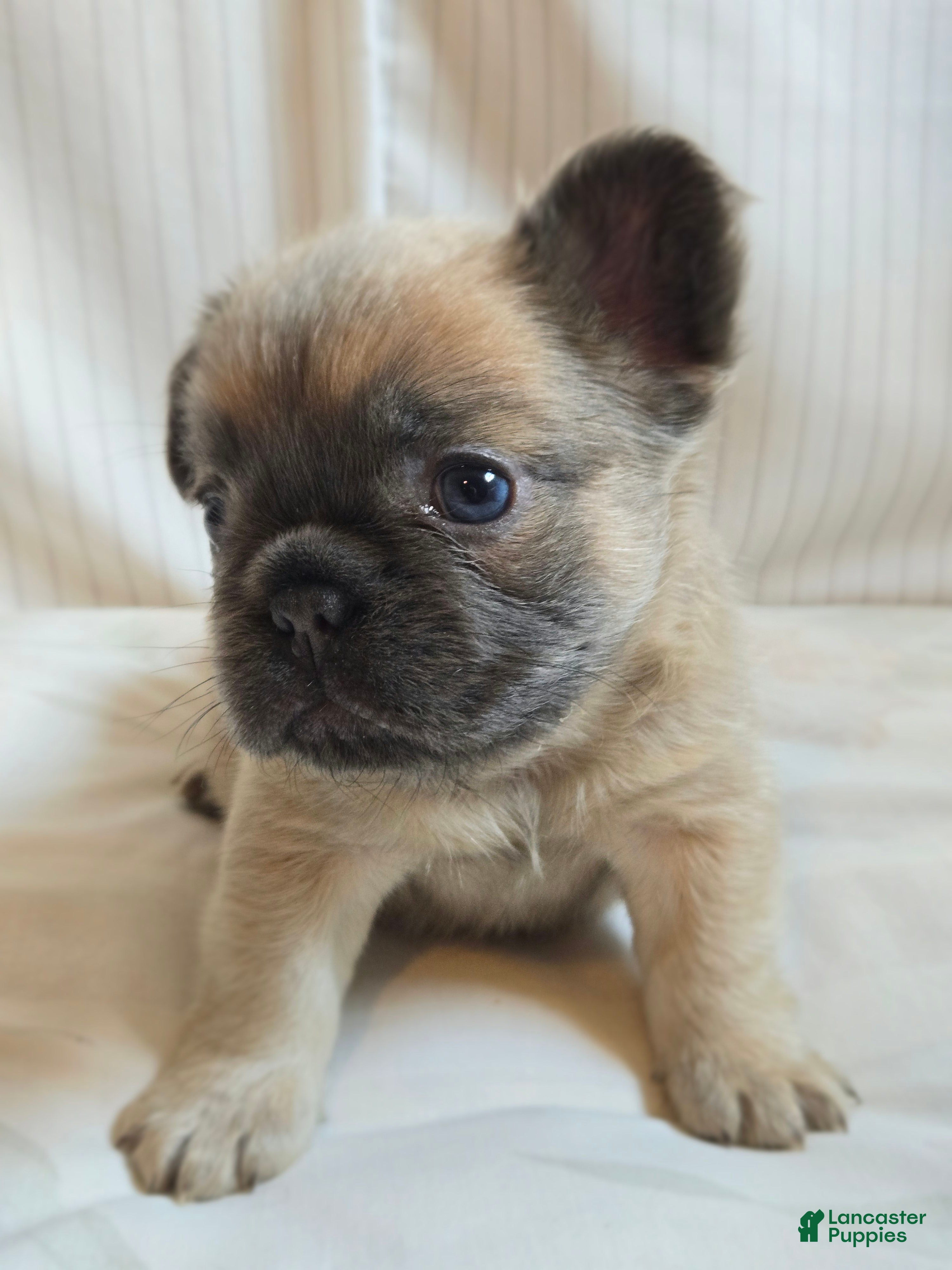 French Bulldog dogs for sale: Paris  - Ad 2