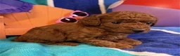 Toy Poodle dogs for sale: Summer - Ad 1