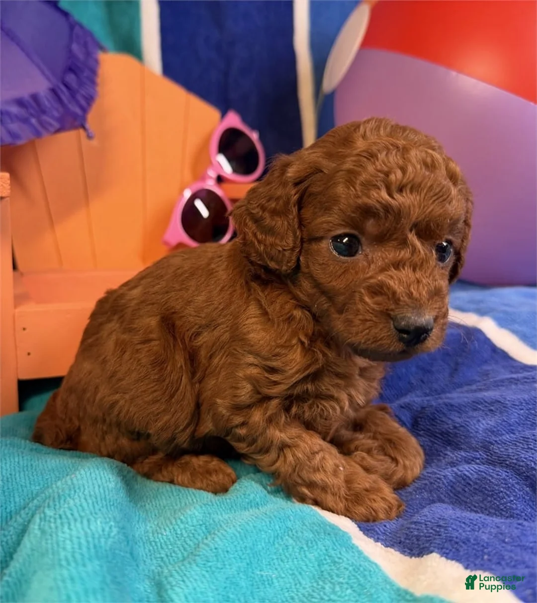Toy Poodle dogs for sale: Summer - Ad 1