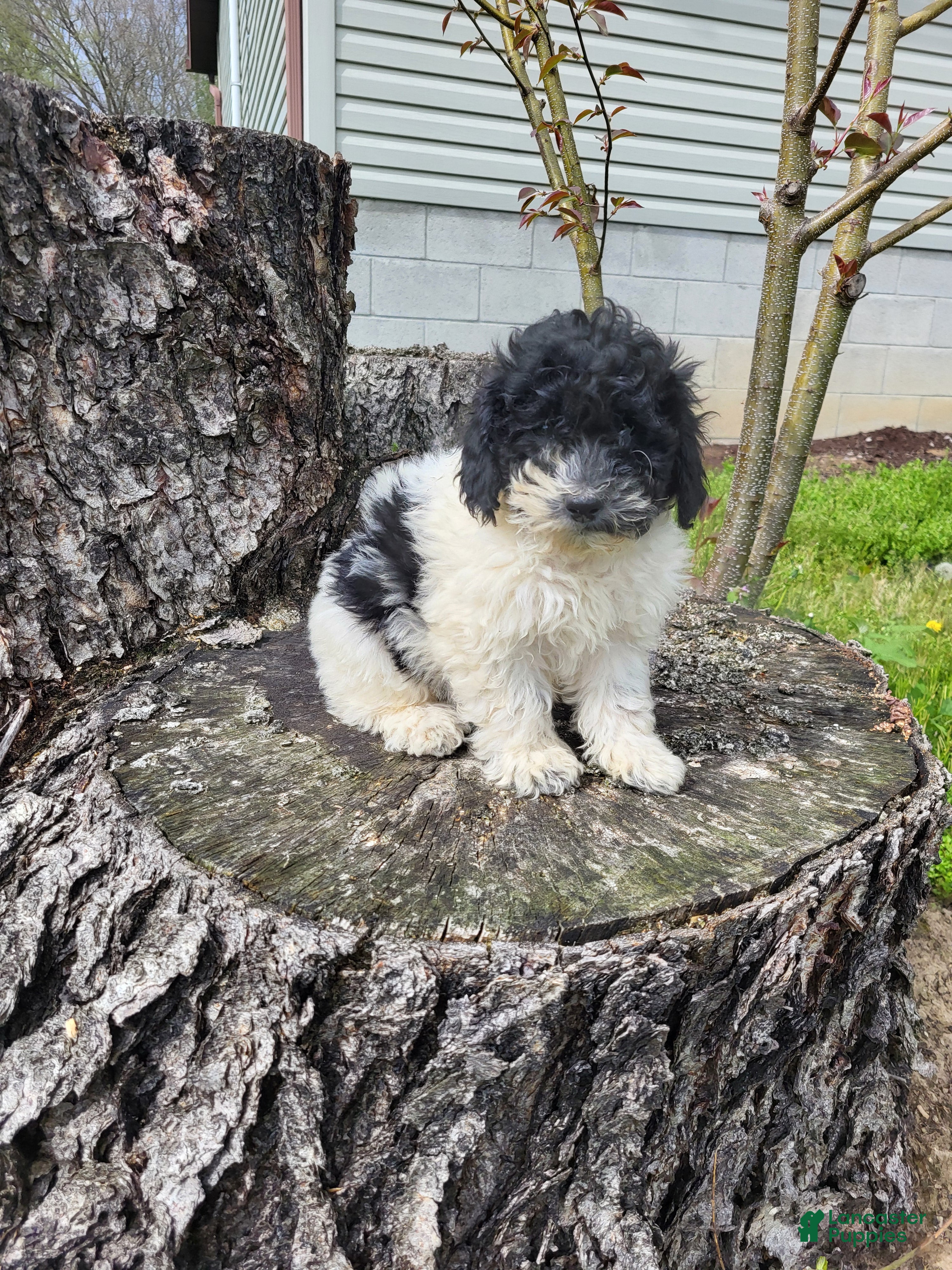 Miniature Poodle dogs Cassie  - Ad 2