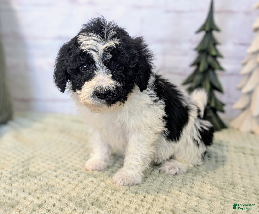 Mixed Breed dogs for sale: Alexia  - Ad 5