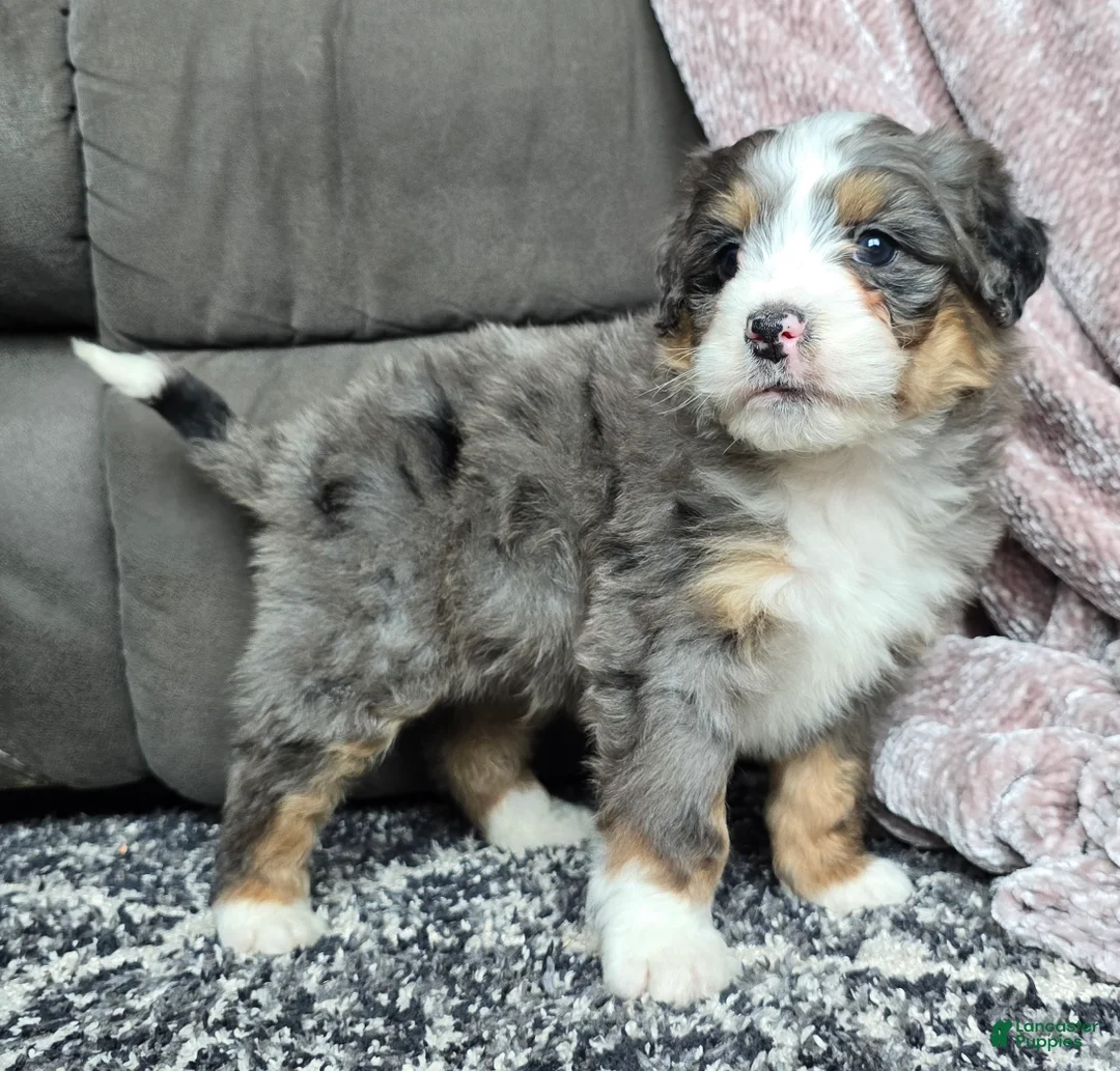Mini Bernedoodle dogs for sale: Mini Archie - Ad 9