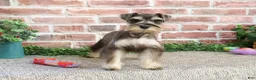 Miniature Schnauzer dogs for sale: Doris - Ad 4