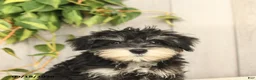 Miniature Schnauzer dogs for sale: Pedro - Ad 10