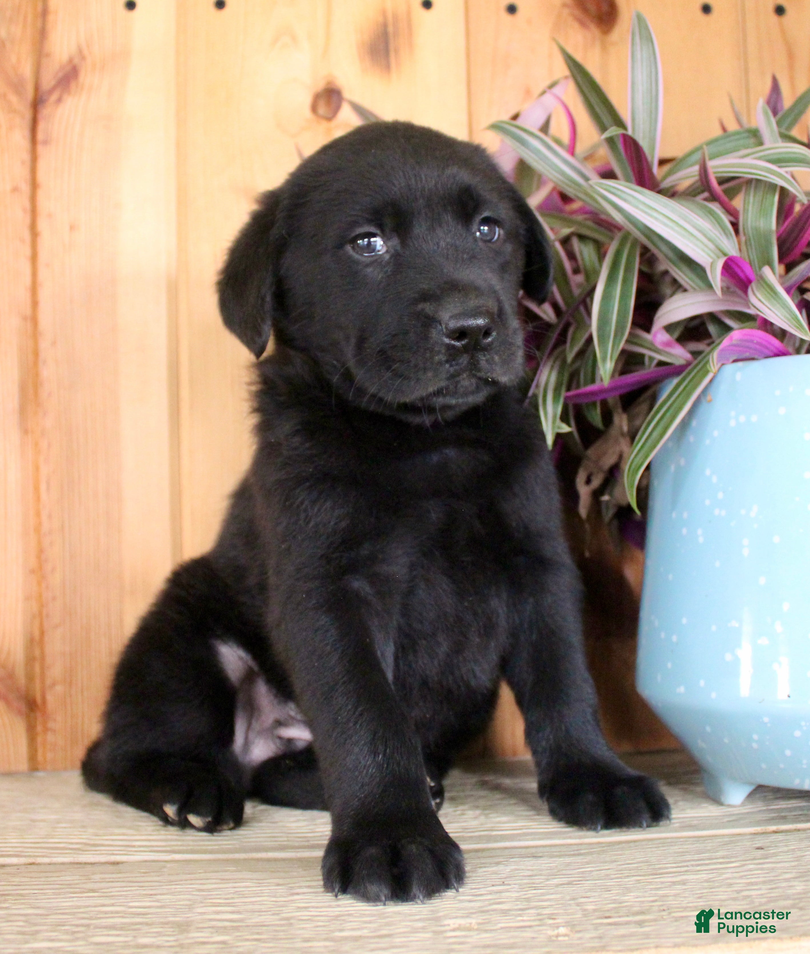 Labrador Retriever dogs Labrador Retriever Puppy 6 - Ad 2