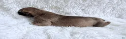 Great Dane dogs for sale: Latte - Ad 5