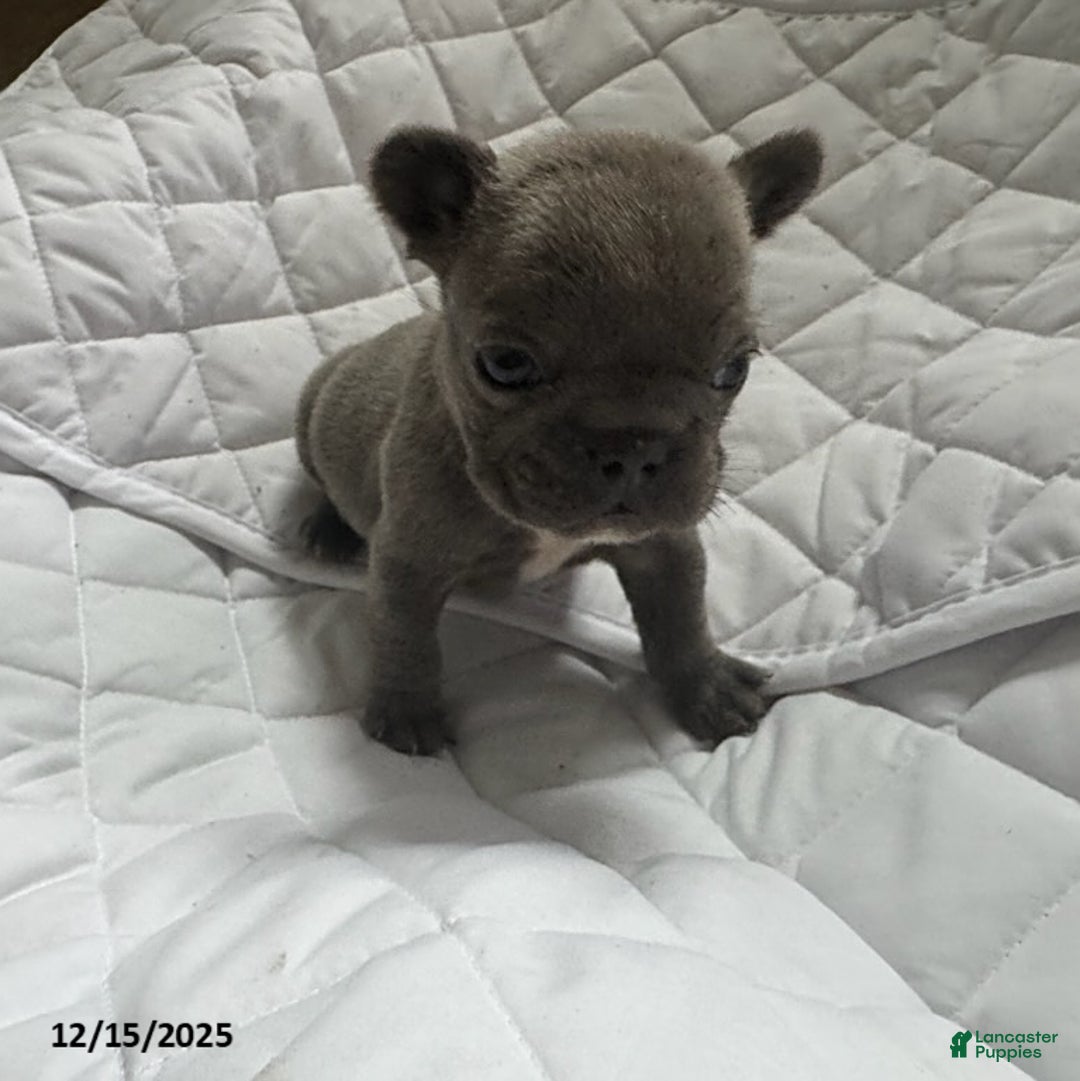 French Bulldog dogs for sale: Blue - Ad 1