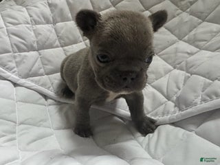 French Bulldog dogs Blue - Ad 29