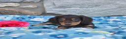 Miniature Dachshund dogs for sale: Oliver  - Ad 5