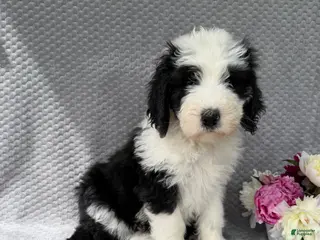 Sheepadoodle dogs for sale: Brie - Ad 1