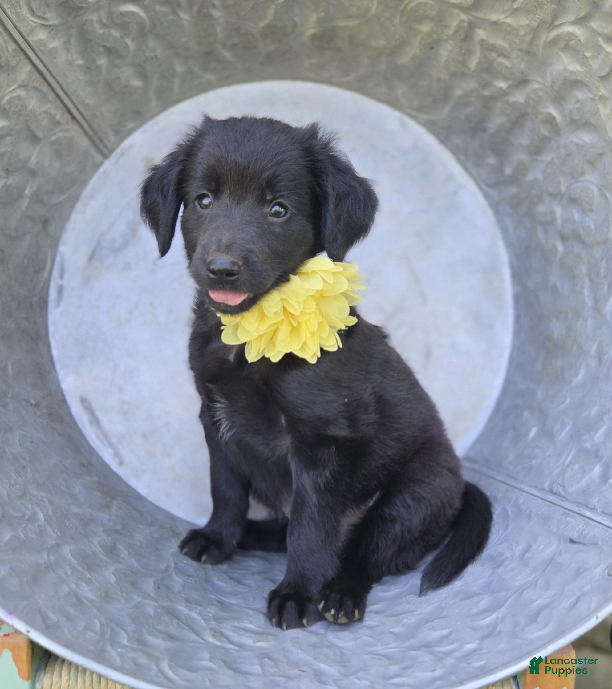 Mixed Breed dogs for sale: Brittany - Ad 4