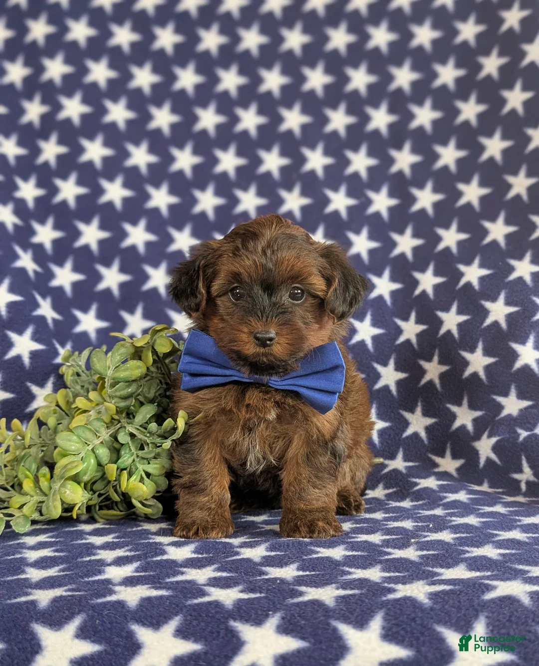 Yorkiepoo dogs for sale: Huey 6 lbs Full Grown - Ad 2