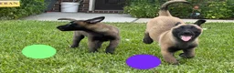 Belgian Malinois dogs for sale: Belgian Malinois 5 - Ad 3