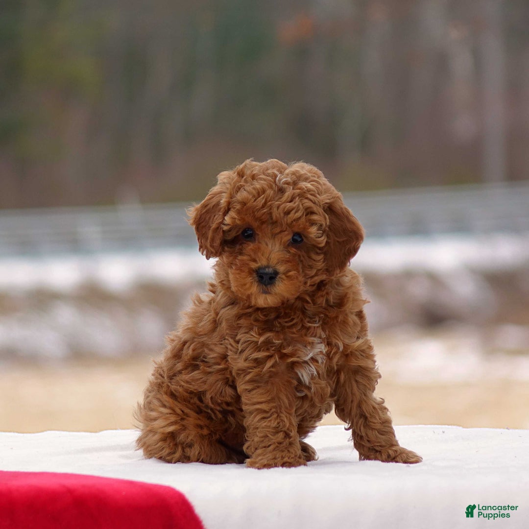 Toy Poodle dogs for sale: Dusty - Ad 4