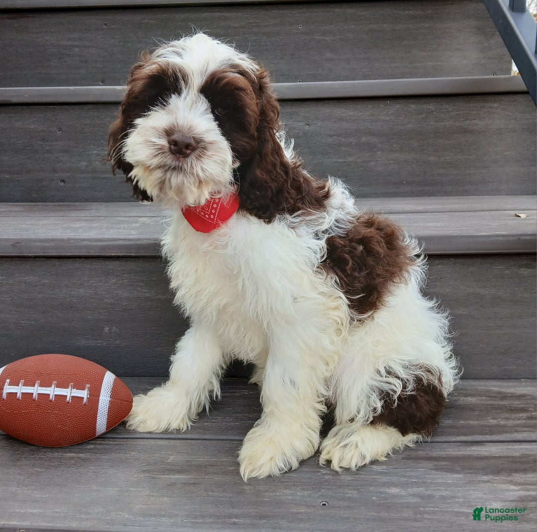 Cockapoo dogs for sale: Ricco - Ad 2