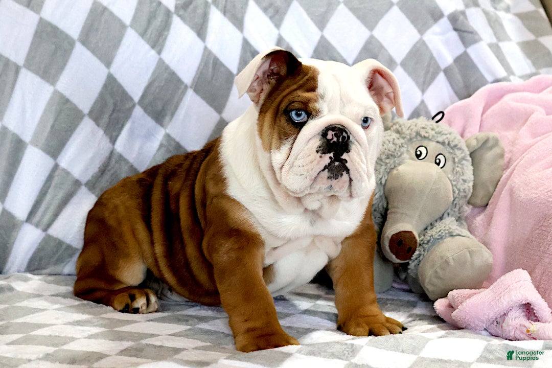 English Bulldog dogs for sale: English Bulldog Puppy 1 - Ad 1