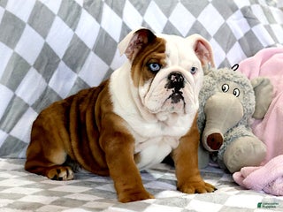 English Bulldog dogs English Bulldog Puppy 1 - Ad 7