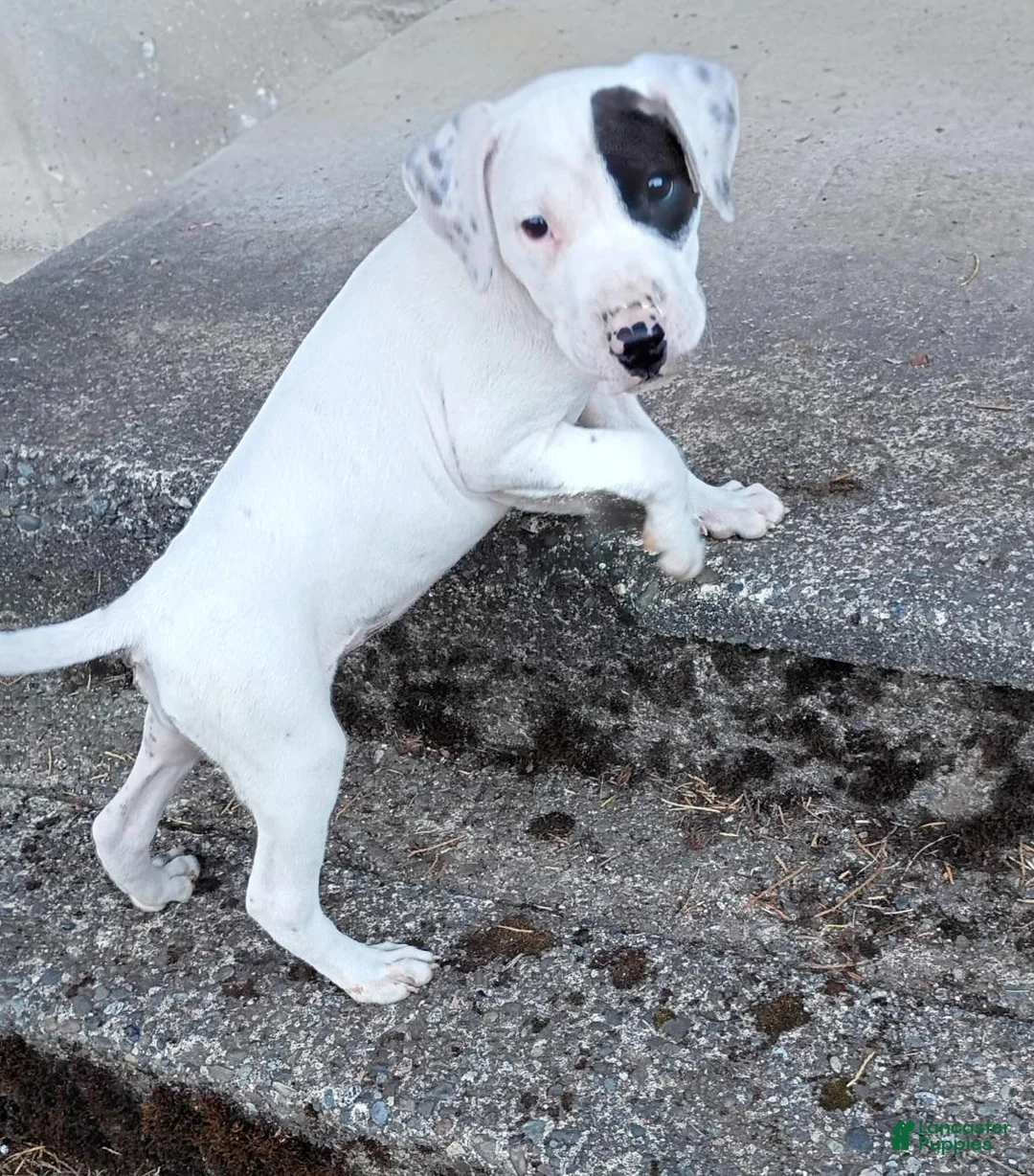 Staffordshire Bull Terrier dogs for sale: Lucy - Ad 2
