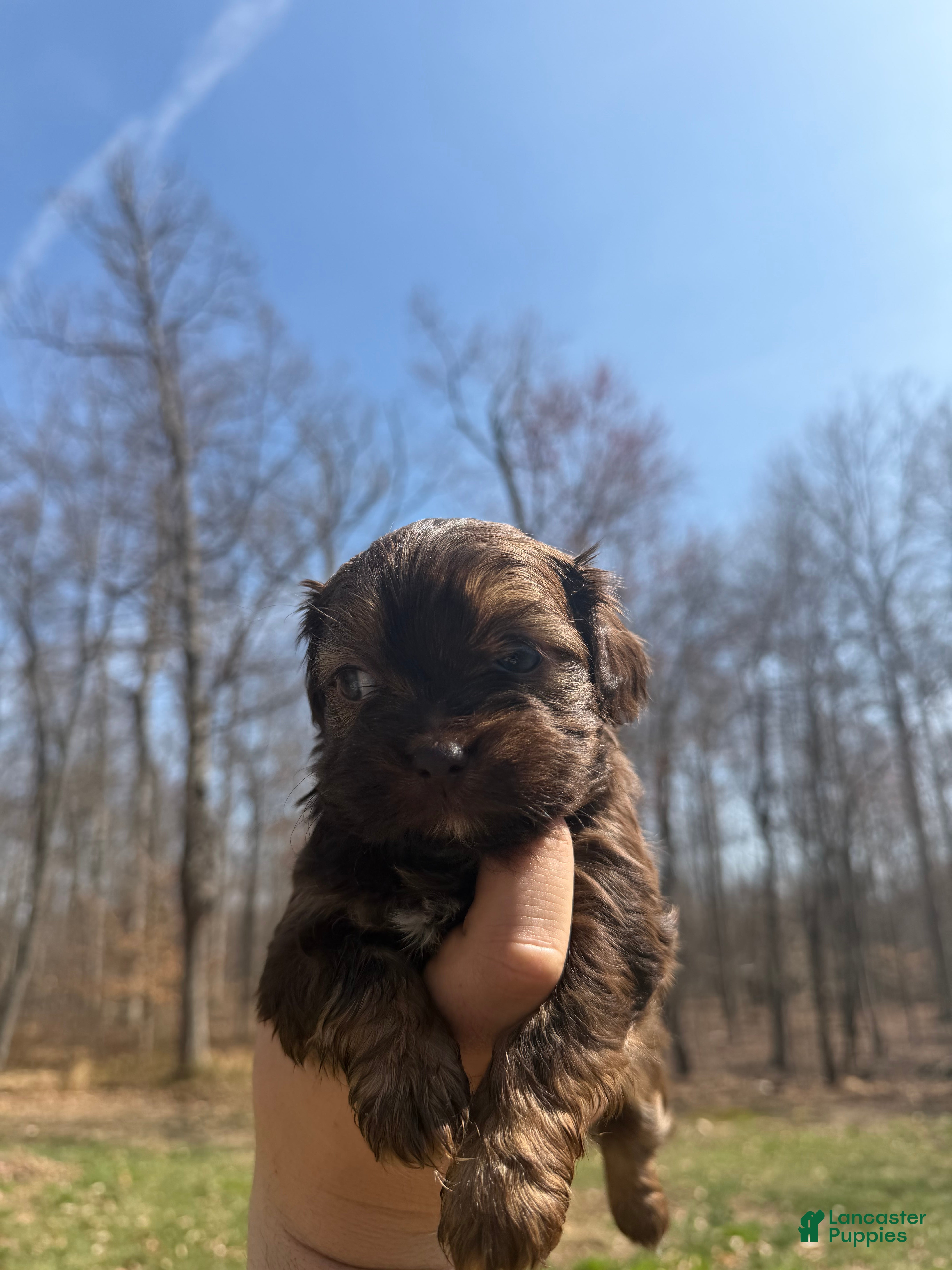 Shih Tzu dogs Bailey - Ad 2