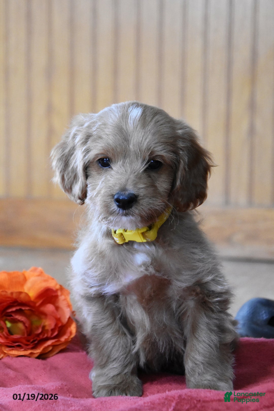 Cockapoo dogs for sale: Ringo - Ad 1