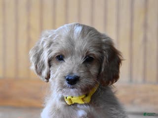 Cockapoo dogs Ringo - Ad 17