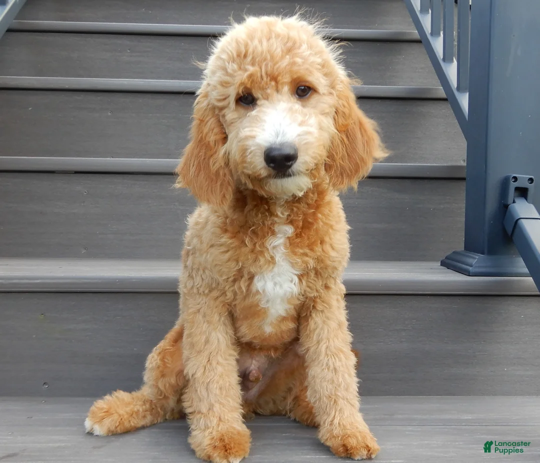 Mini Goldendoodle dogs for sale: Douglas - Ad 1