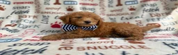 Mini Goldendoodle dogs for sale: Luke - Ad 8