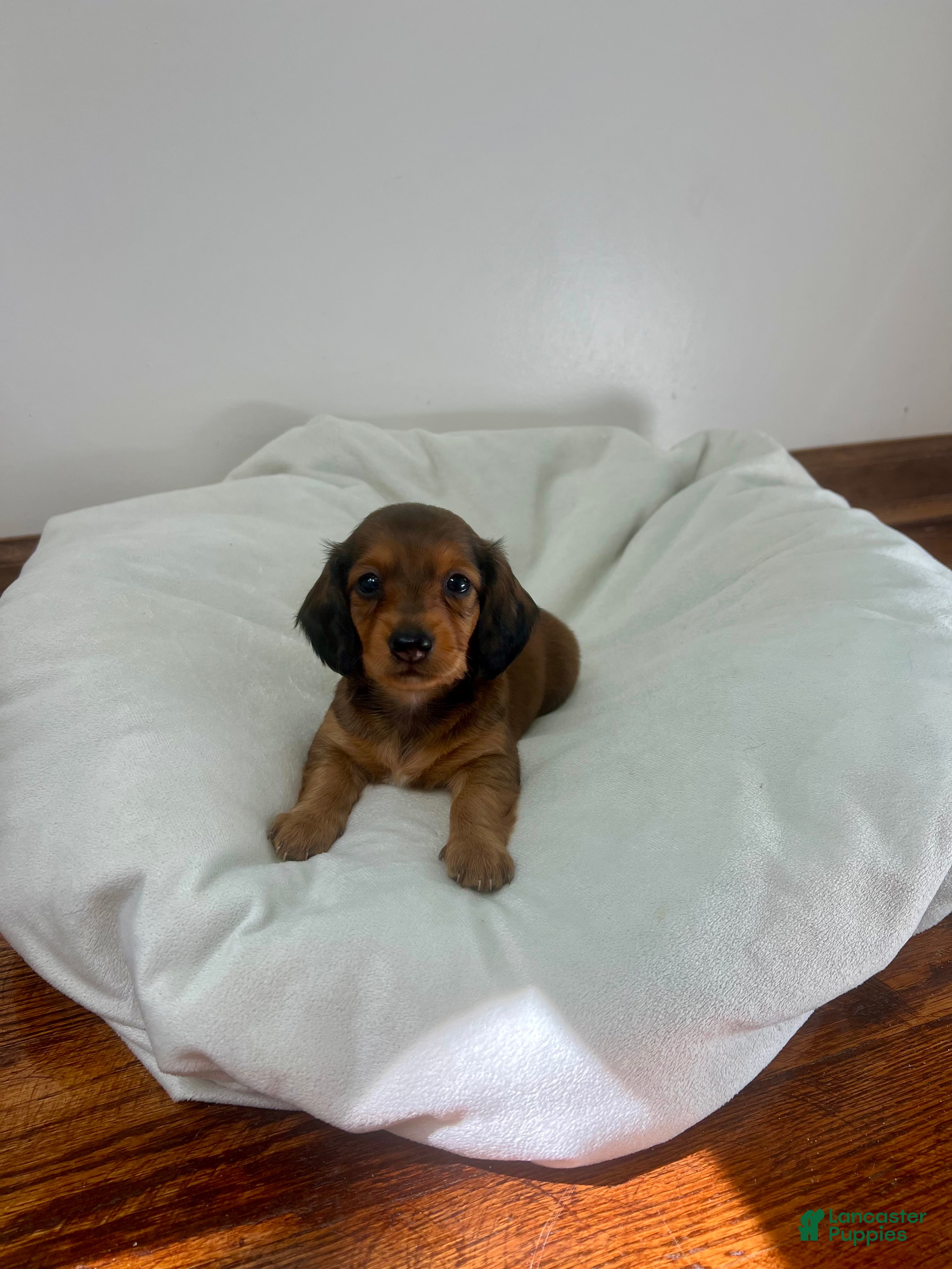 Miniature Dachshund dogs Brownie - Ad 2