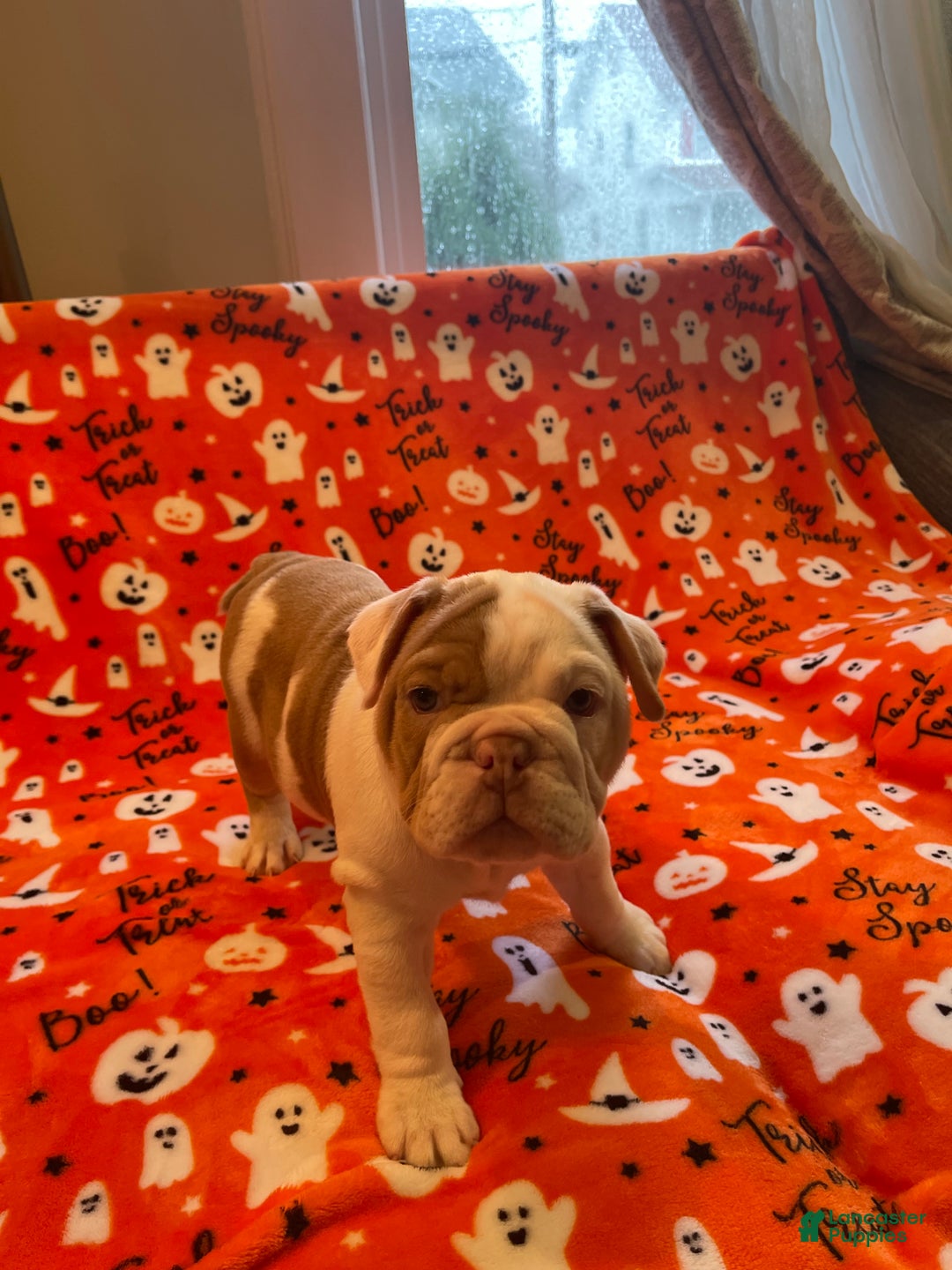 English Bulldog dogs for sale: English Bulldog Puppy 5 - Ad 33