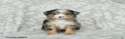 Mini Bernedoodle dogs for sale: Tabby - Ad 2