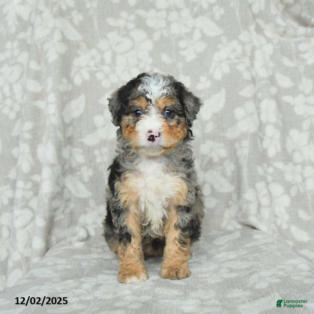 Mini Bernedoodle dogs for sale: Tabby - Ad 2
