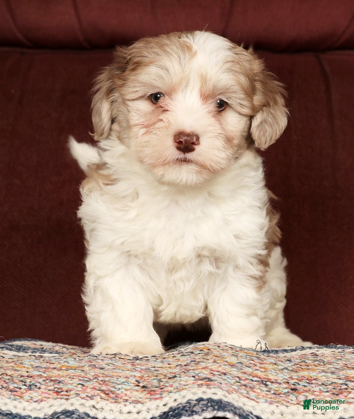 Havapoo dogs Buster - Ad 2