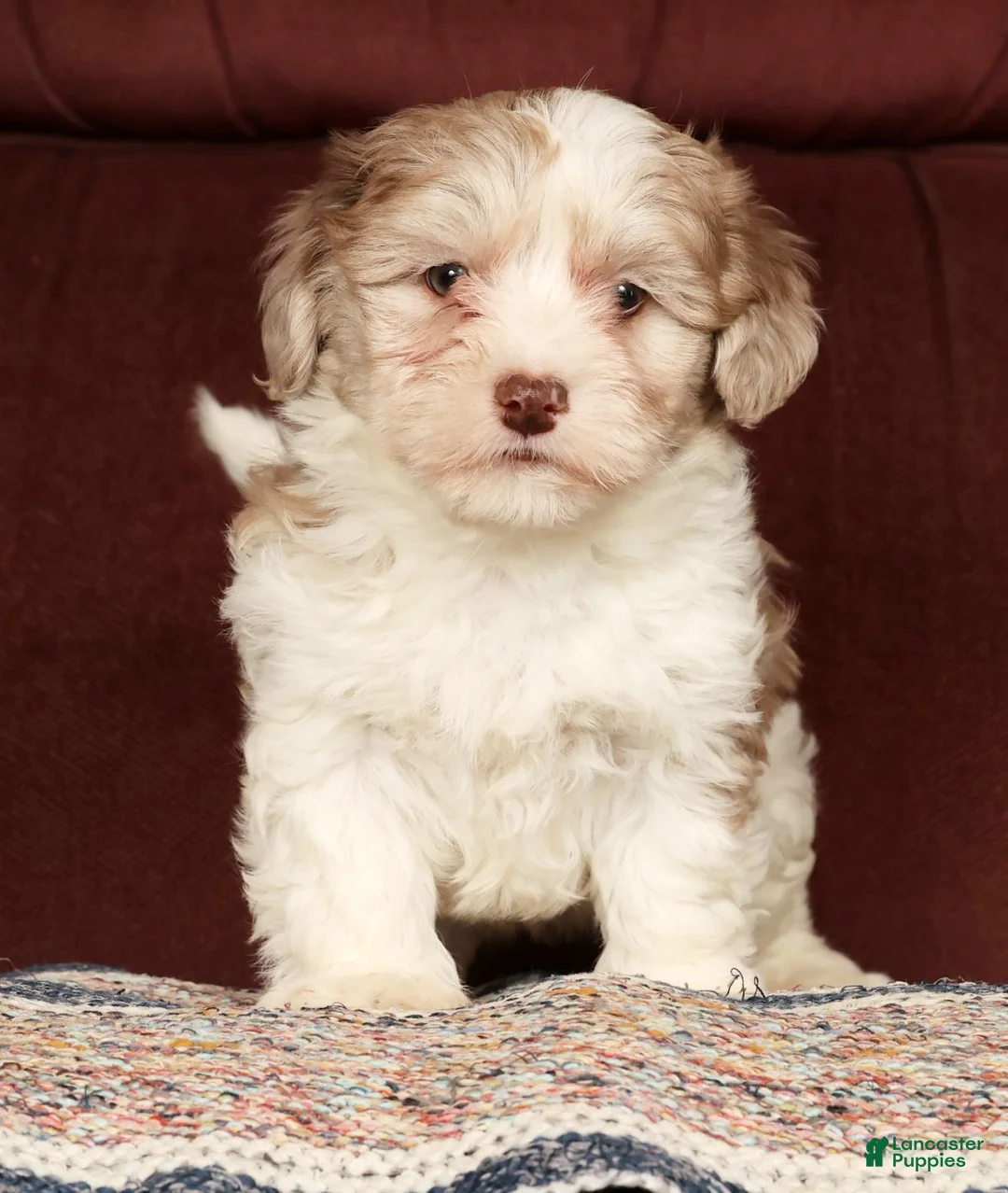 Havapoo dogs for sale: Buster - Ad 2