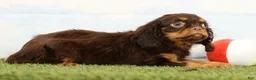 Cavalier King Charles Spaniel dogs for sale: Nutmeg - Ad 3