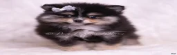 Pomeranian dogs for sale: Pear - Ad 3
