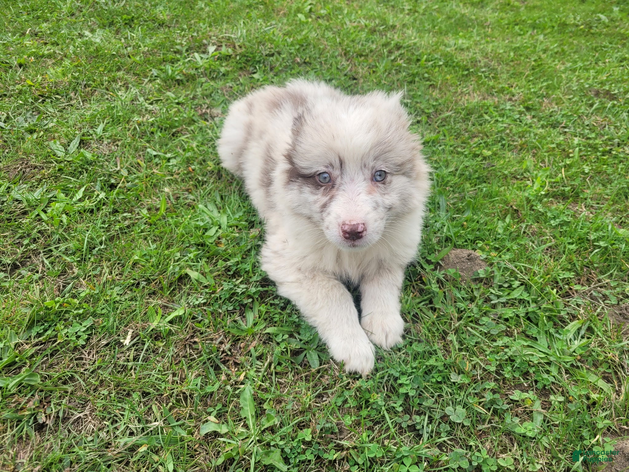 Kim (Australian Shepherd, Female) in Inkster, MI