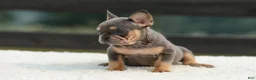 French Bulldog dogs for sale: Ivy - Ad 6