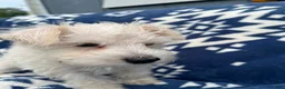 Miniature Schnauzer dogs for sale: AKC Chewie - Ad 5