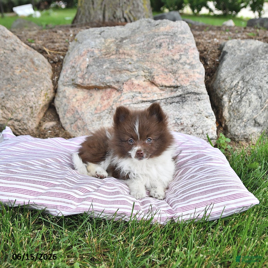 Pomeranian dogs Kade - Ad 1