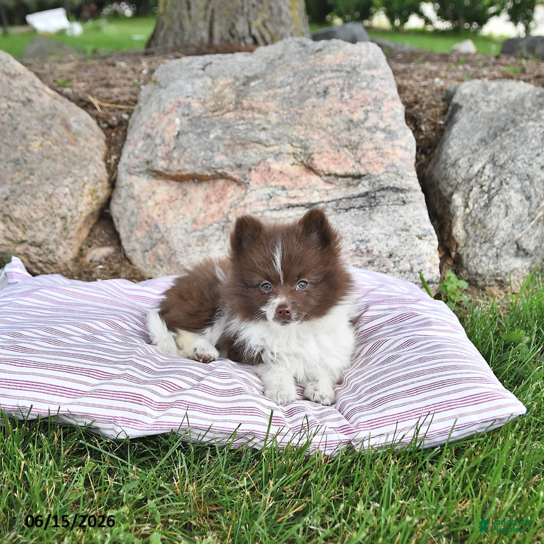 Pomeranian dogs for sale: Kade - Ad 1