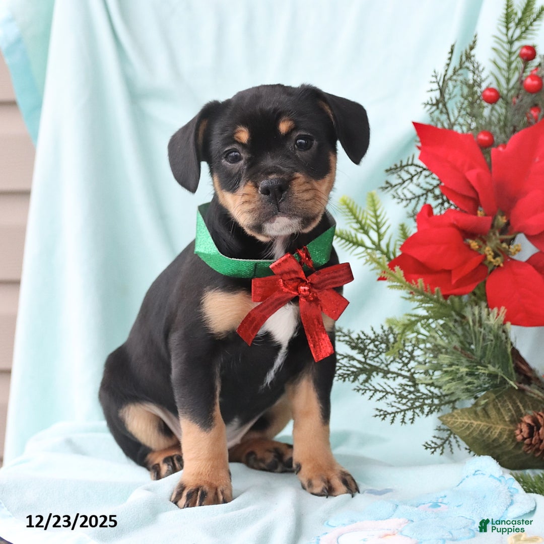 Mixed Breed dogs for sale: April - Ad 5