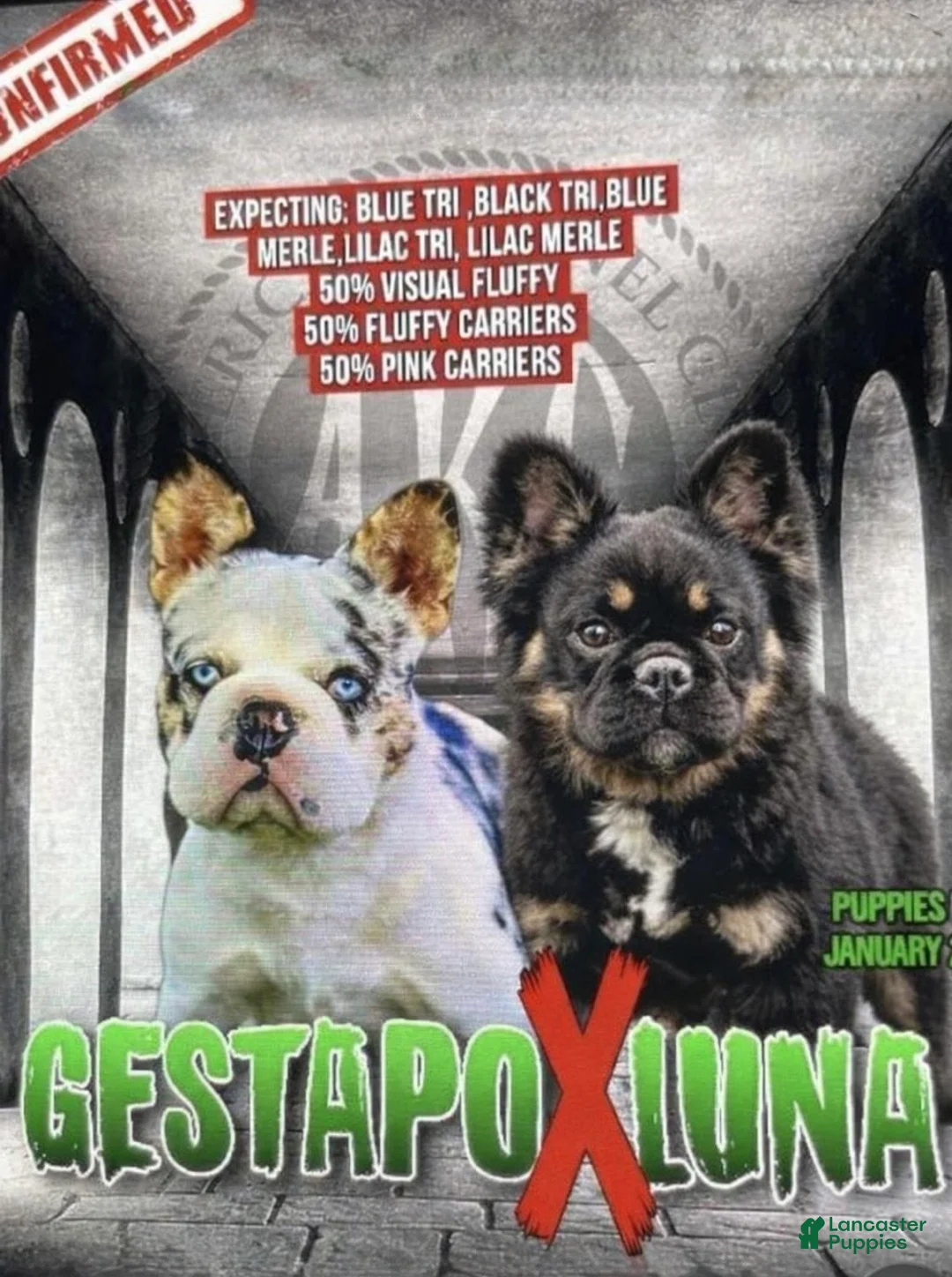 French Bulldog dogs for sale: French Bulldog Puppy 4 - Ad 16