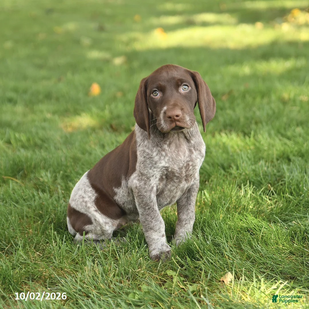 German Shorthaired Pointer dogs for sale: Sophie - Ad 1
