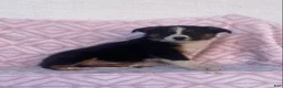 Australian Shepherd dogs for sale: Australian Shepherd 6 - Ad 4