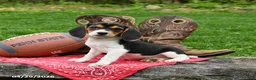 Beagle dogs for sale: Shiloh - Ad 1