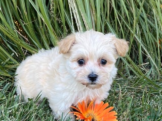 Maltipoo dogs - Ad 19